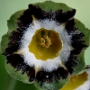 Primula Auricula Karen Cordrey - Abriachan Nurseries